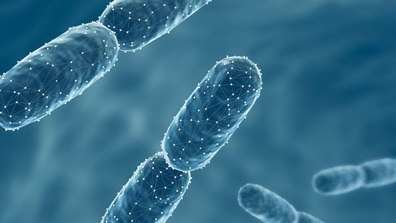 Lactobacillus Rhamnosus