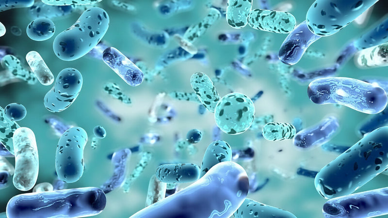 Lactobacillus acidophilus