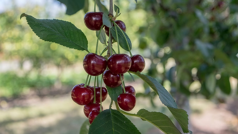 Montmorency cherry