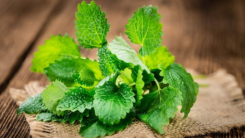 Lemon balm leaf
