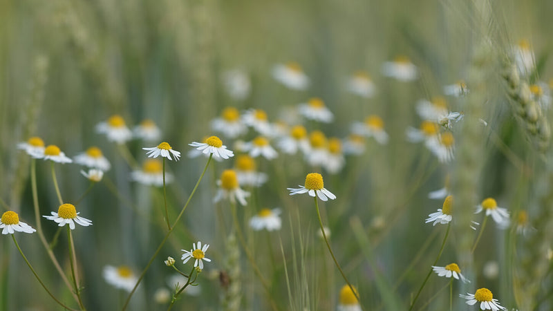 Chamomile