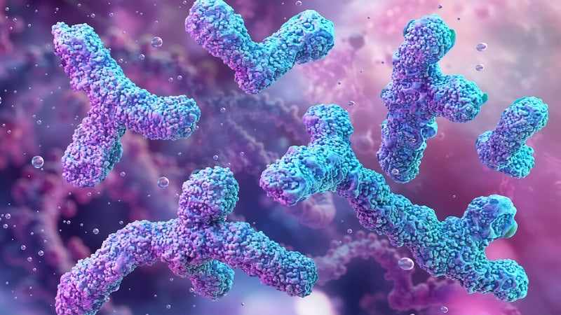 Bifidobacterum Bifidum