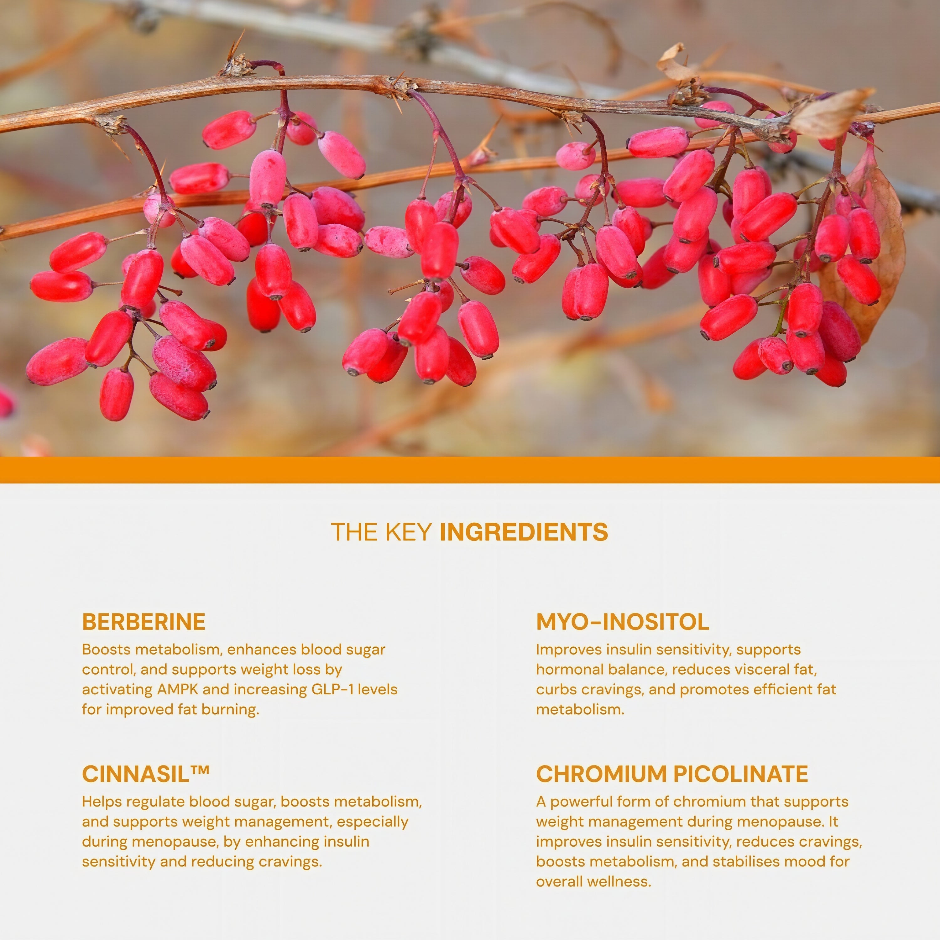 Better Metabolism support during perimenopause and beyond